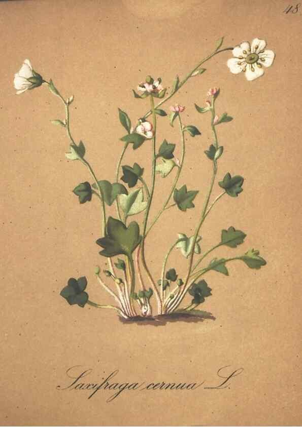 Reproducción/Reproduction 7163641393: Die Alpenpflanzen nach der Natur gemalt /. Prag :F. Tempsky,1879-1884.
