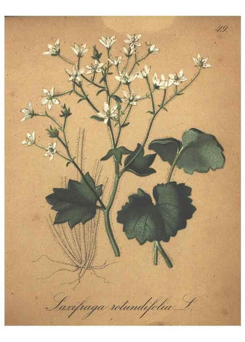 Reproducción/Reproduction 7348852350: Die Alpenpflanzen nach der Natur gemalt /. Prag :F. Tempsky,1879-1884.
