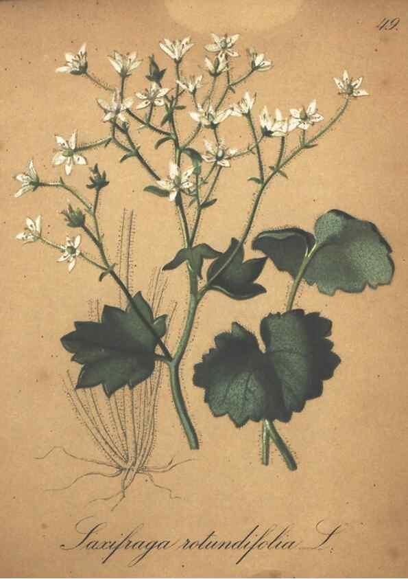 Reproducción/Reproduction 7348852350: Die Alpenpflanzen nach der Natur gemalt /. Prag :F. Tempsky,1879-1884.