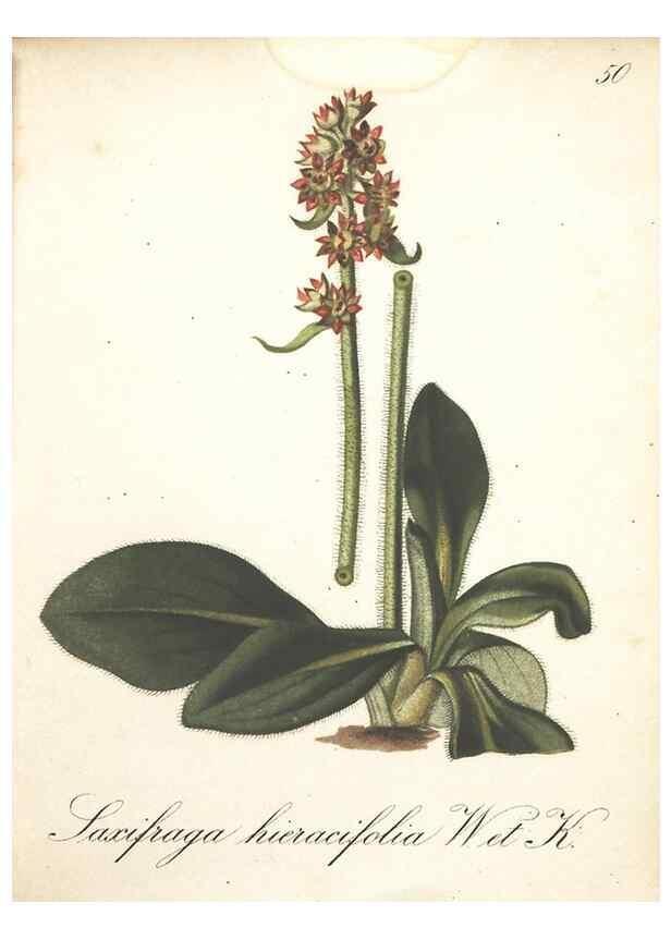 Reproducción/Reproduction 7348852874: Die Alpenpflanzen nach der Natur gemalt /. Prag :F. Tempsky,1879-1884.