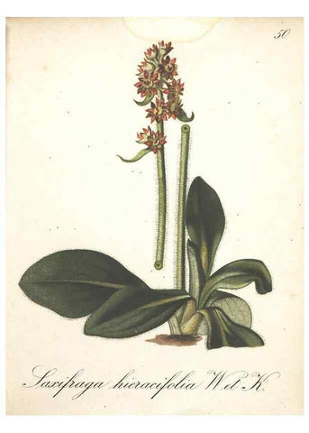 Reproducción/Reproduction 7348852874: Die Alpenpflanzen nach der Natur gemalt /. Prag :F. Tempsky,1879-1884.