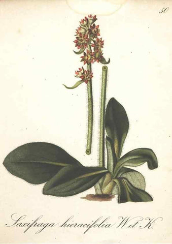 Reproducción/Reproduction 7348852874: Die Alpenpflanzen nach der Natur gemalt /. Prag :F. Tempsky,1879-1884.