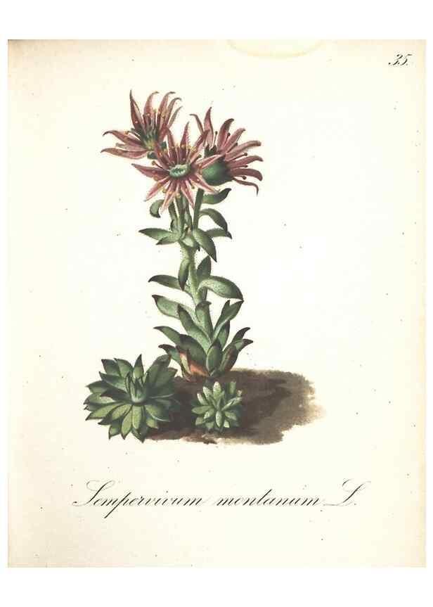 Reproducción/Reproduction 7348842730: Die Alpenpflanzen nach der Natur gemalt /. Prag :F. Tempsky,1879-1884.