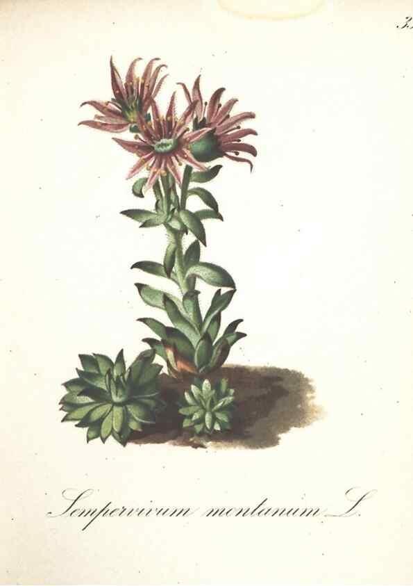 Reproducción/Reproduction 7348842730: Die Alpenpflanzen nach der Natur gemalt /. Prag :F. Tempsky,1879-1884.