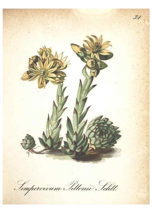 Reproducción/Reproduction 7163631401: Die Alpenpflanzen nach der Natur gemalt /. Prag :F. Tempsky,1879-1884.