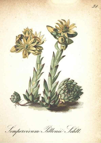 Reproducción/Reproduction 7163631401: Die Alpenpflanzen nach der Natur gemalt /. Prag :F. Tempsky,1879-1884.