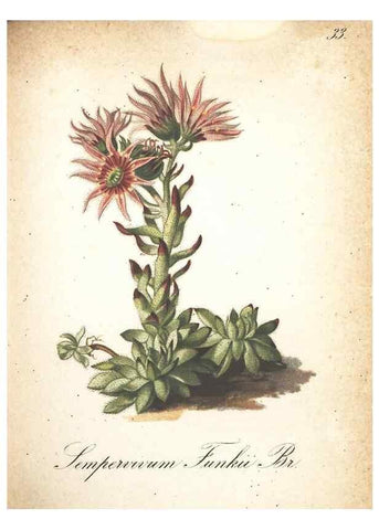Reproducción/Reproduction 7348841374: Die Alpenpflanzen nach der Natur gemalt /. Prag :F. Tempsky,1879-1884.