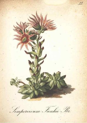 Reproducción/Reproduction 7348841374: Die Alpenpflanzen nach der Natur gemalt /. Prag :F. Tempsky,1879-1884.