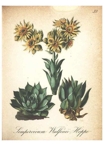 Reproducción/Reproduction 7163629885: Die Alpenpflanzen nach der Natur gemalt /. Prag :F. Tempsky,1879-1884.