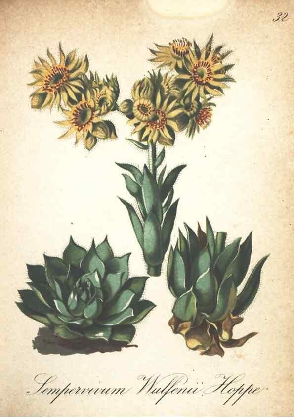 Reproducción/Reproduction 7163629885: Die Alpenpflanzen nach der Natur gemalt /. Prag :F. Tempsky,1879-1884.