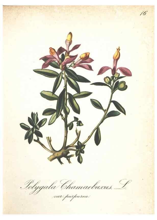 Reproducción/Reproduction 7163619231: Die Alpenpflanzen nach der Natur gemalt /. Prag :F. Tempsky,1879-1884.