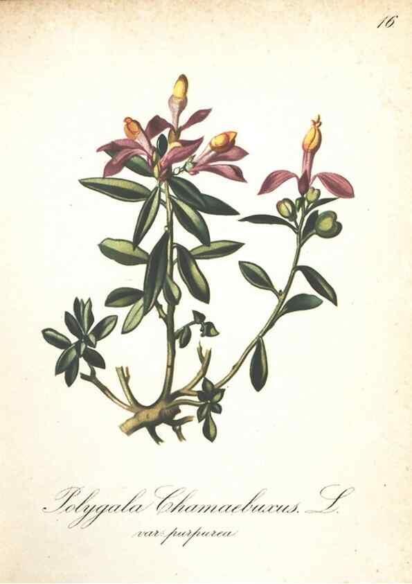 Reproducción/Reproduction 7163619231: Die Alpenpflanzen nach der Natur gemalt /. Prag :F. Tempsky,1879-1884.