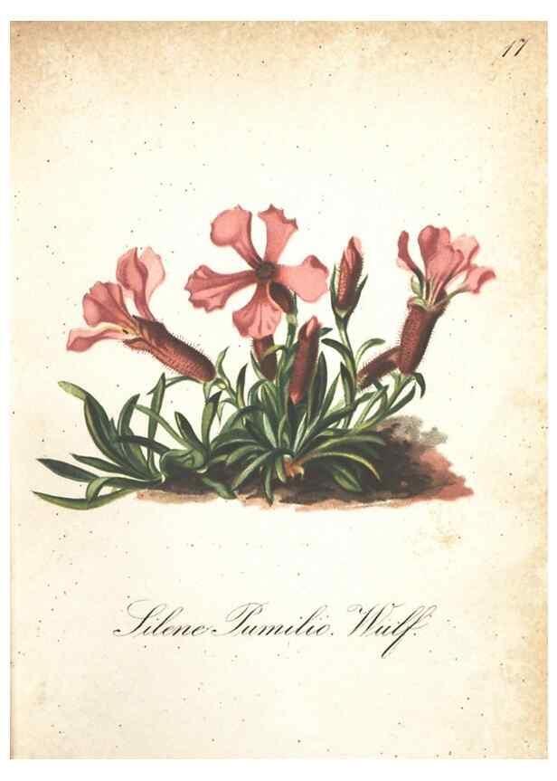 Reproducción/Reproduction 7348830666: Die Alpenpflanzen nach der Natur gemalt /. Prag :F. Tempsky,1879-1884.