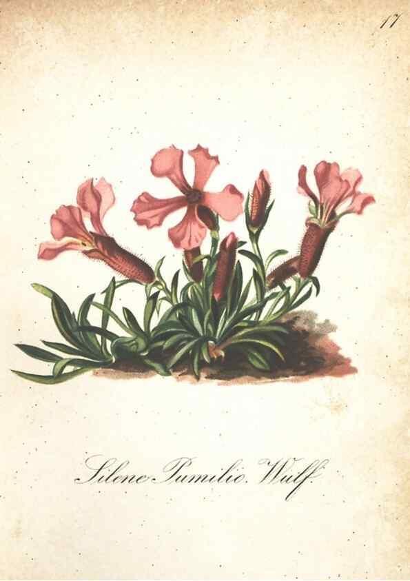 Reproducción/Reproduction 7348830666: Die Alpenpflanzen nach der Natur gemalt /. Prag :F. Tempsky,1879-1884.