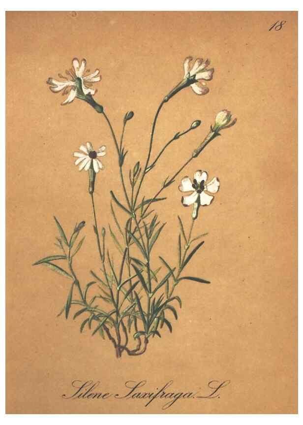 Reproducción/Reproduction 7348831208: Die Alpenpflanzen nach der Natur gemalt /. Prag :F. Tempsky,1879-1884.