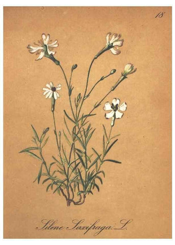Reproducción/Reproduction 7348831208: Die Alpenpflanzen nach der Natur gemalt /. Prag :F. Tempsky,1879-1884.