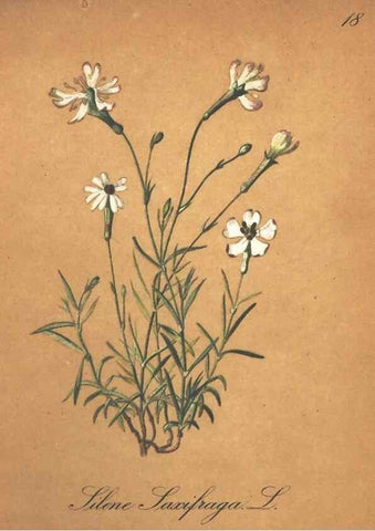 Reproducción/Reproduction 7348831208: Die Alpenpflanzen nach der Natur gemalt /. Prag :F. Tempsky,1879-1884.