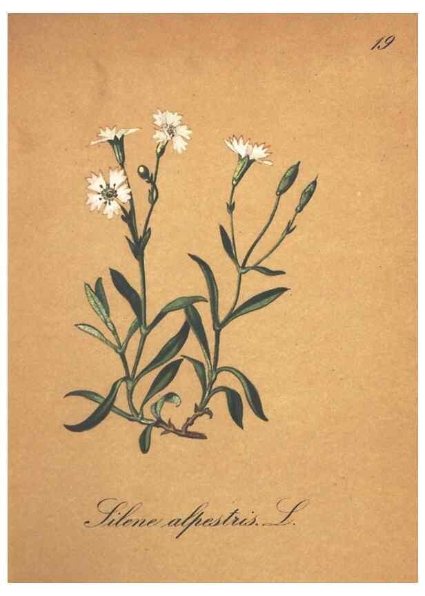 Reproducción/Reproduction 7163621085: Die Alpenpflanzen nach der Natur gemalt /. Prag :F. Tempsky,1879-1884.