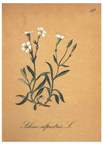 Reproducción/Reproduction 7163621085: Die Alpenpflanzen nach der Natur gemalt /. Prag :F. Tempsky,1879-1884.