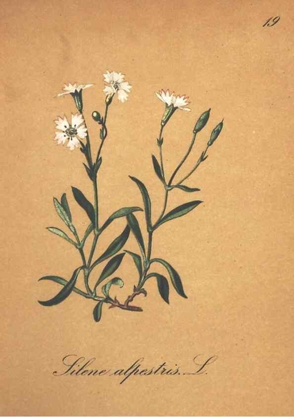 Reproducción/Reproduction 7163621085: Die Alpenpflanzen nach der Natur gemalt /. Prag :F. Tempsky,1879-1884.