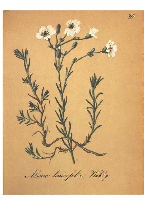 Reproducción/Reproduction 7163621813: Die Alpenpflanzen nach der Natur gemalt /. Prag :F. Tempsky,1879-1884.