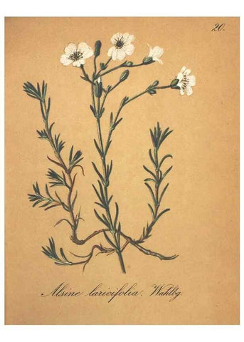 Reproducción/Reproduction 7163621813: Die Alpenpflanzen nach der Natur gemalt /. Prag :F. Tempsky,1879-1884.