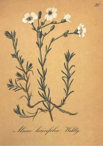 Reproducción/Reproduction 7163621813: Die Alpenpflanzen nach der Natur gemalt /. Prag :F. Tempsky,1879-1884.