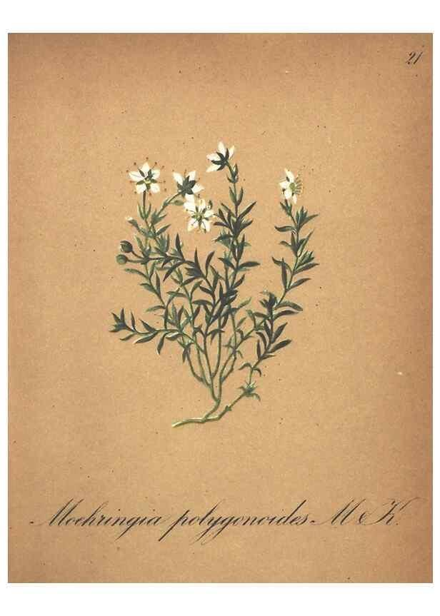Reproducción/Reproduction 7348833266: Die Alpenpflanzen nach der Natur gemalt /. Prag :F. Tempsky,1879-1884.