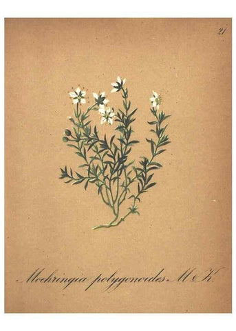 Reproducción/Reproduction 7348833266: Die Alpenpflanzen nach der Natur gemalt /. Prag :F. Tempsky,1879-1884.
