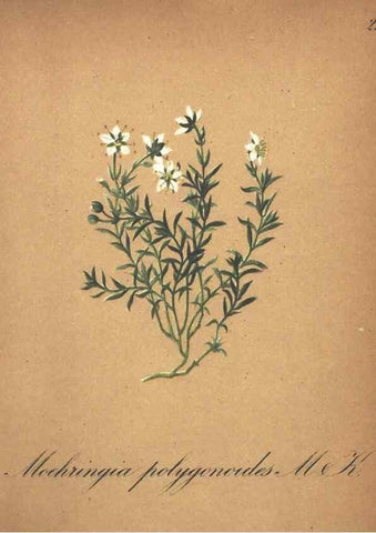 Reproducción/Reproduction 7348833266: Die Alpenpflanzen nach der Natur gemalt /. Prag :F. Tempsky,1879-1884.