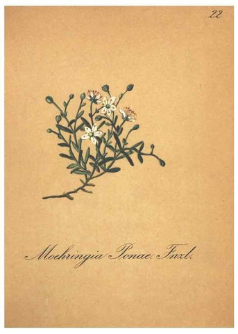 Reproducción/Reproduction 7163623085: Die Alpenpflanzen nach der Natur gemalt /. Prag :F. Tempsky,1879-1884.