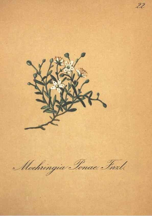 Reproducción/Reproduction 7163623085: Die Alpenpflanzen nach der Natur gemalt /. Prag :F. Tempsky,1879-1884.