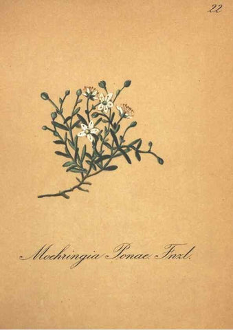 Reproducción/Reproduction 7163623085: Die Alpenpflanzen nach der Natur gemalt /. Prag :F. Tempsky,1879-1884.