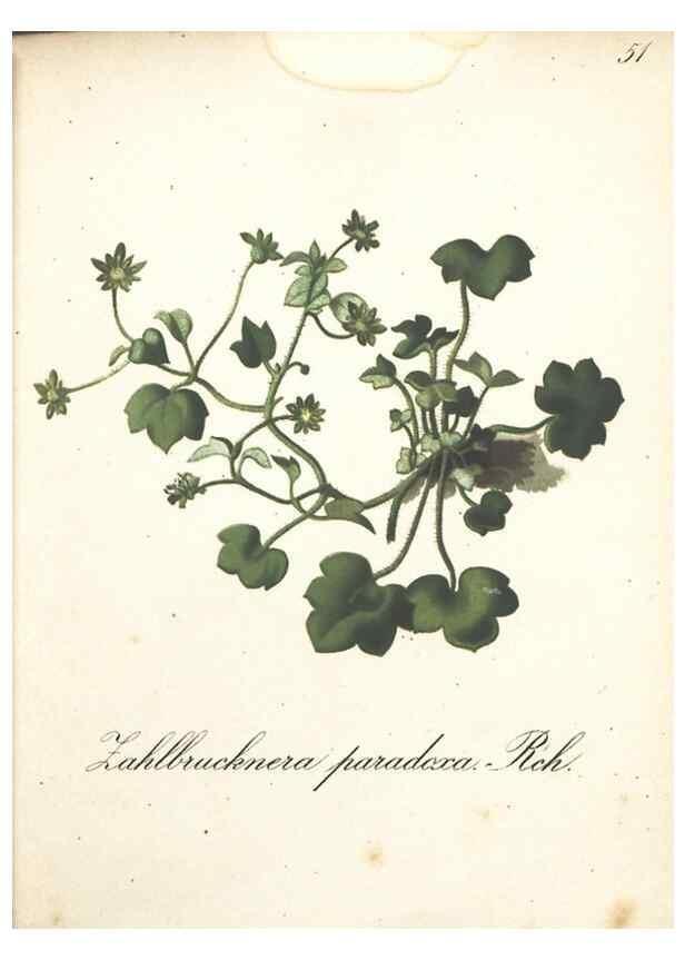 Reproducción/Reproduction 7348853690: Die Alpenpflanzen nach der Natur gemalt /. Prag :F. Tempsky,1879-1884.