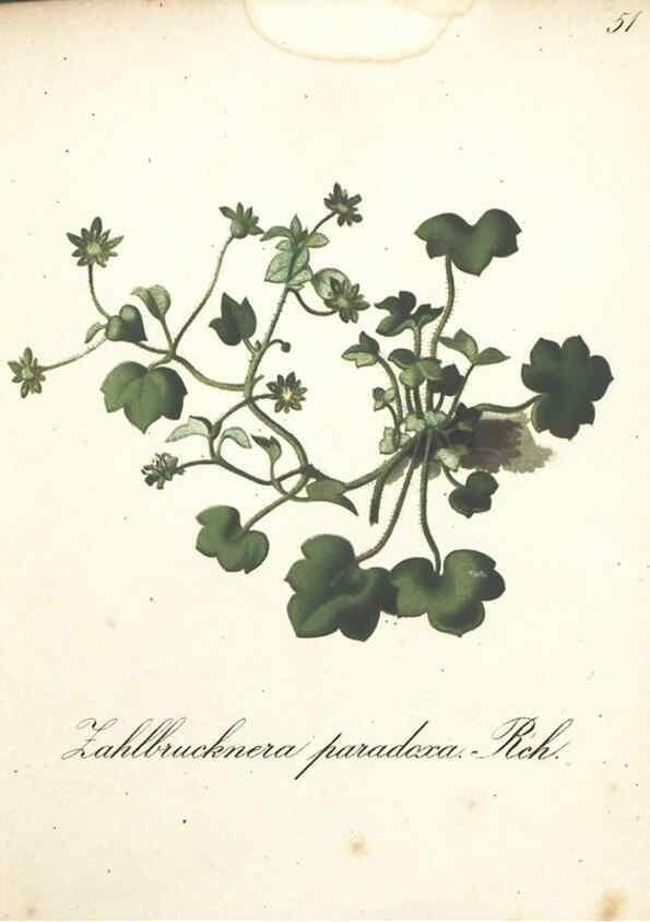 Reproducción/Reproduction 7348853690: Die Alpenpflanzen nach der Natur gemalt /. Prag :F. Tempsky,1879-1884.
