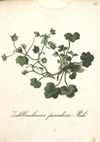 Reproducción/Reproduction 7348853690: Die Alpenpflanzen nach der Natur gemalt /. Prag :F. Tempsky,1879-1884.