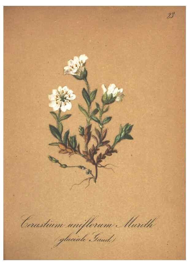 Reproducción/Reproduction 7348834340: Die Alpenpflanzen nach der Natur gemalt /. Prag :F. Tempsky,1879-1884.