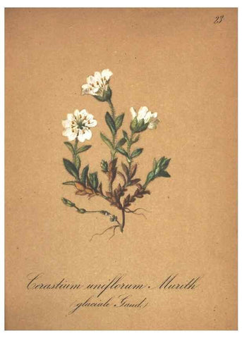 Reproducción/Reproduction 7348834340: Die Alpenpflanzen nach der Natur gemalt /. Prag :F. Tempsky,1879-1884.