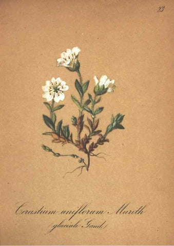 Reproducción/Reproduction 7348834340: Die Alpenpflanzen nach der Natur gemalt /. Prag :F. Tempsky,1879-1884.