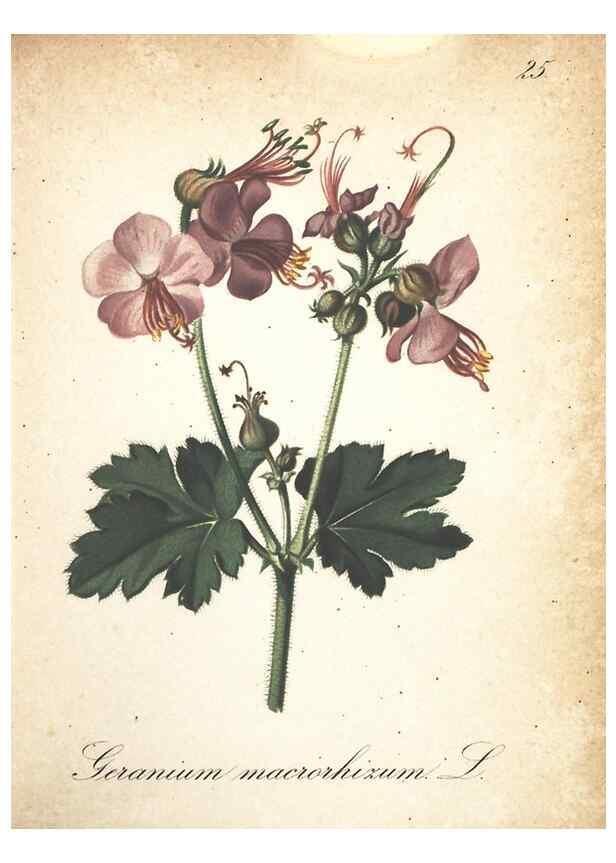 Reproducción/Reproduction 7163625341: Die Alpenpflanzen nach der Natur gemalt /. Prag :F. Tempsky,1879-1884.