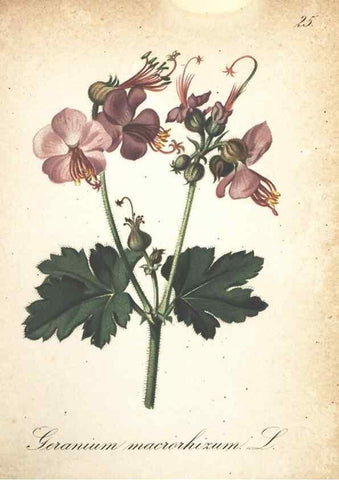 Reproducción/Reproduction 7163625341: Die Alpenpflanzen nach der Natur gemalt /. Prag :F. Tempsky,1879-1884.
