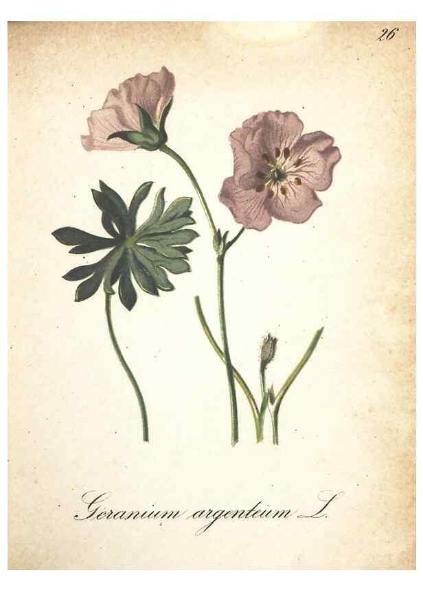 Reproducción/Reproduction 7348836356: Die Alpenpflanzen nach der Natur gemalt /. Prag :F. Tempsky,1879-1884.