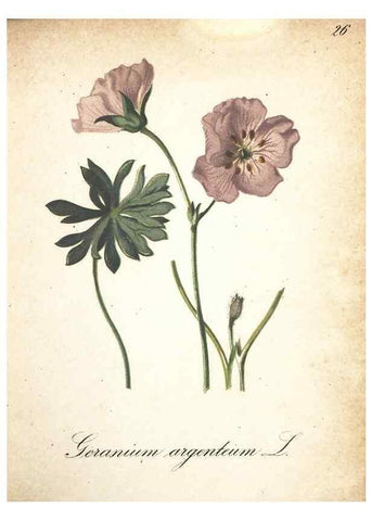 Reproducción/Reproduction 7348836356: Die Alpenpflanzen nach der Natur gemalt /. Prag :F. Tempsky,1879-1884.