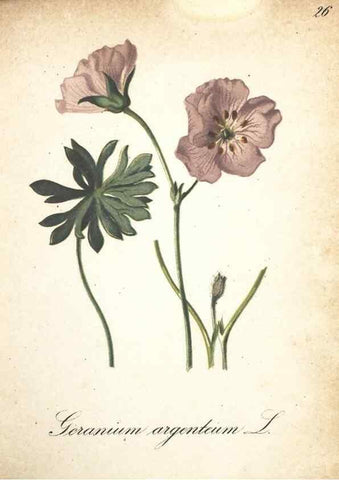 Reproducción/Reproduction 7348836356: Die Alpenpflanzen nach der Natur gemalt /. Prag :F. Tempsky,1879-1884.