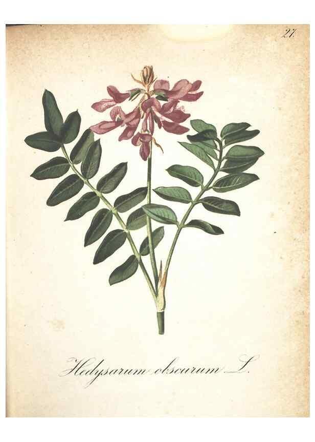 Reproducción/Reproduction 7348836978: Die Alpenpflanzen nach der Natur gemalt /. Prag :F. Tempsky,1879-1884.