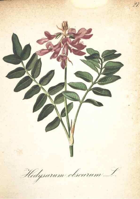 Reproducción/Reproduction 7348836978: Die Alpenpflanzen nach der Natur gemalt /. Prag :F. Tempsky,1879-1884.