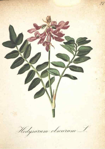 Reproducción/Reproduction 7348836978: Die Alpenpflanzen nach der Natur gemalt /. Prag :F. Tempsky,1879-1884.
