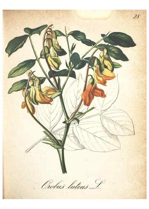 Reproducción/Reproduction 7163626869: Die Alpenpflanzen nach der Natur gemalt /. Prag :F. Tempsky,1879-1884.