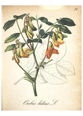 Reproducción/Reproduction 7163626869: Die Alpenpflanzen nach der Natur gemalt /. Prag :F. Tempsky,1879-1884.
