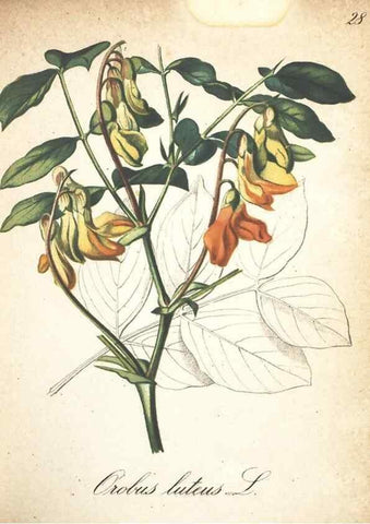 Reproducción/Reproduction 7163626869: Die Alpenpflanzen nach der Natur gemalt /. Prag :F. Tempsky,1879-1884.
